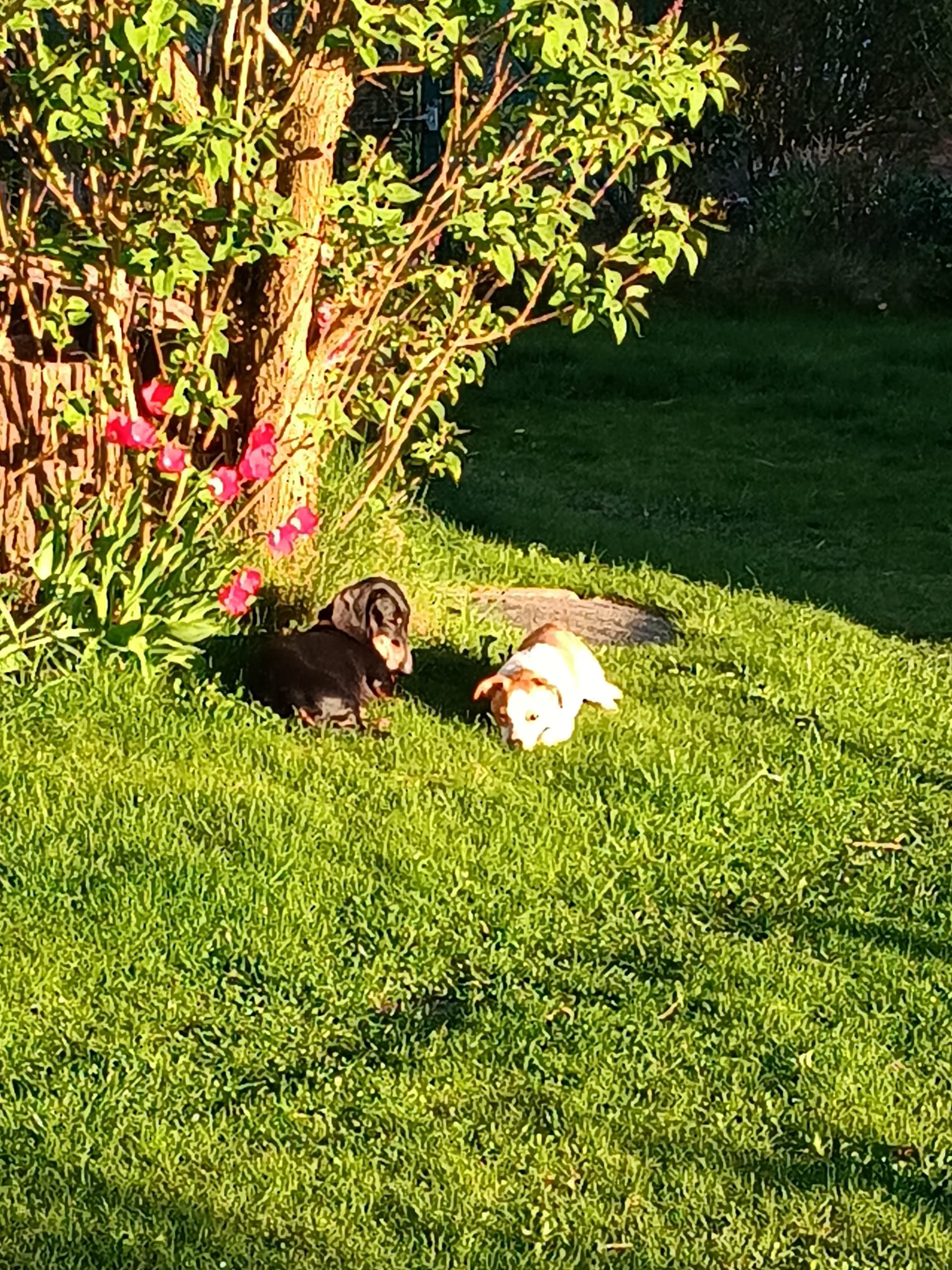 Hund im Garten der Pension