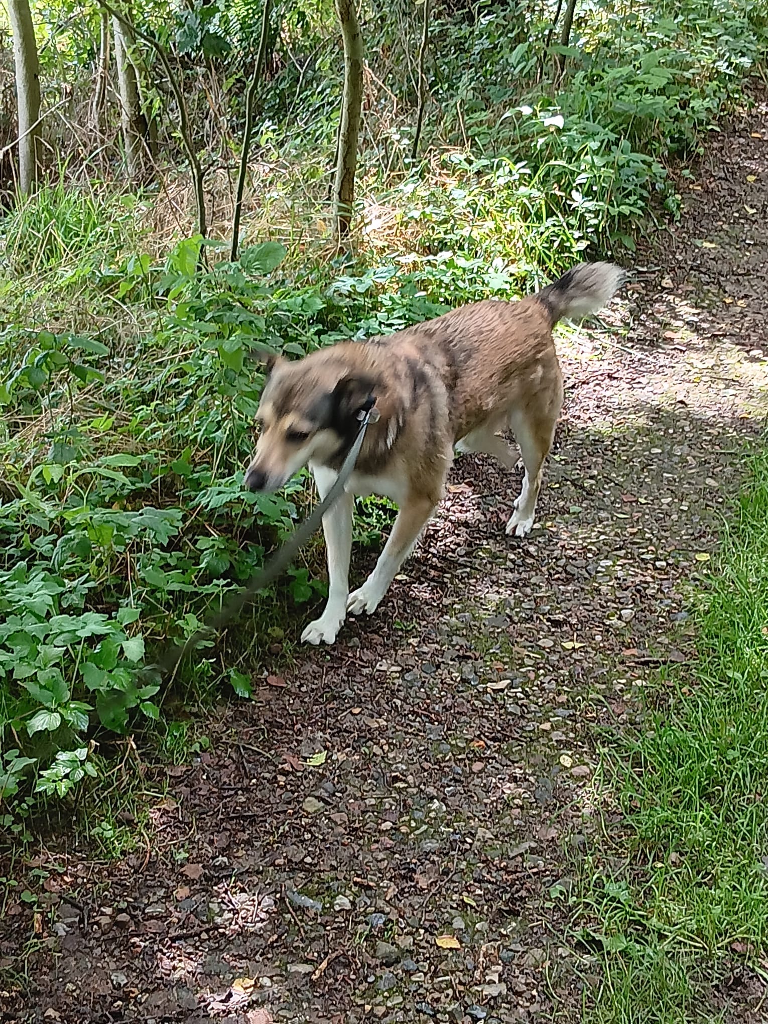 Spaziergang am Waldrand